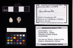 Foto (Objekt + Etikett) von Goniodromites sp.  (NHMW-GEO-2014-0194-0999)